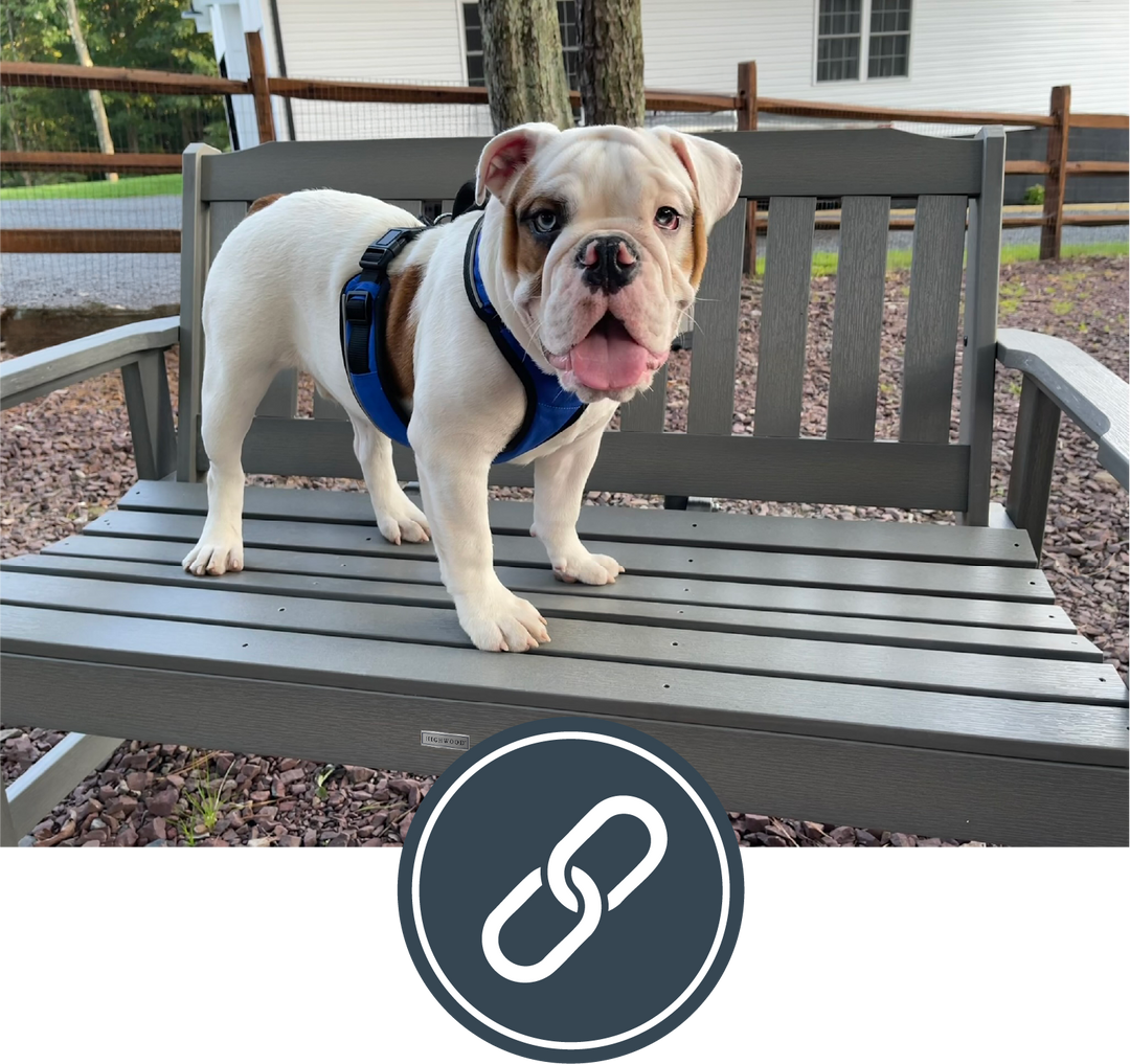 Dog standing on a bench with a link icon overlay